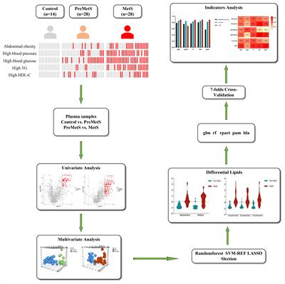 Integrating machine learning and nontargeted plasma lipidomics to explore lipid characteristics of premetabolic syndrome and metabolic syndrome